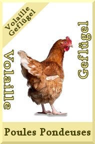 Poules pondeuses